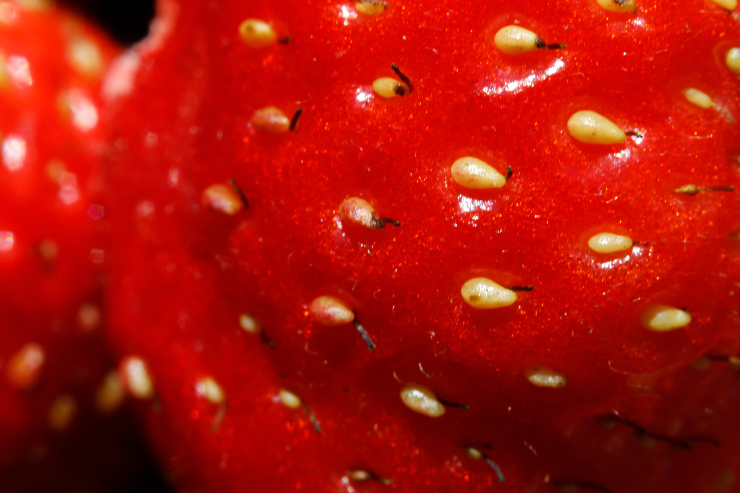 Confezionamento Frutta